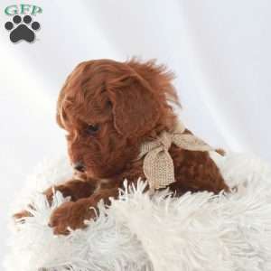 Maverick, Toy Poodle Puppy